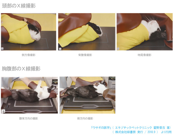 ウサギの頭部と胸腹部のＸ線撮影の様子　「ウサギの医学」（エキゾチックペットクリニック　霍野晋吉著）より引用