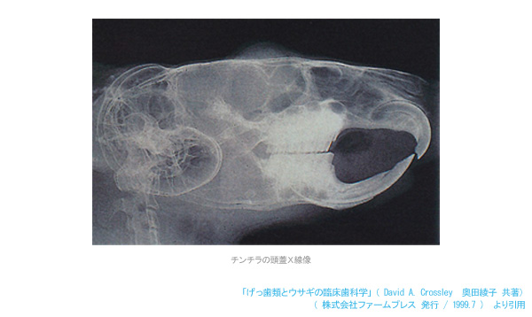 チンチラの頭蓋Ｘ線像　「げっ歯類とウサギの臨床歯科学」（David A. Crossley・奥田綾子　共著）より引用