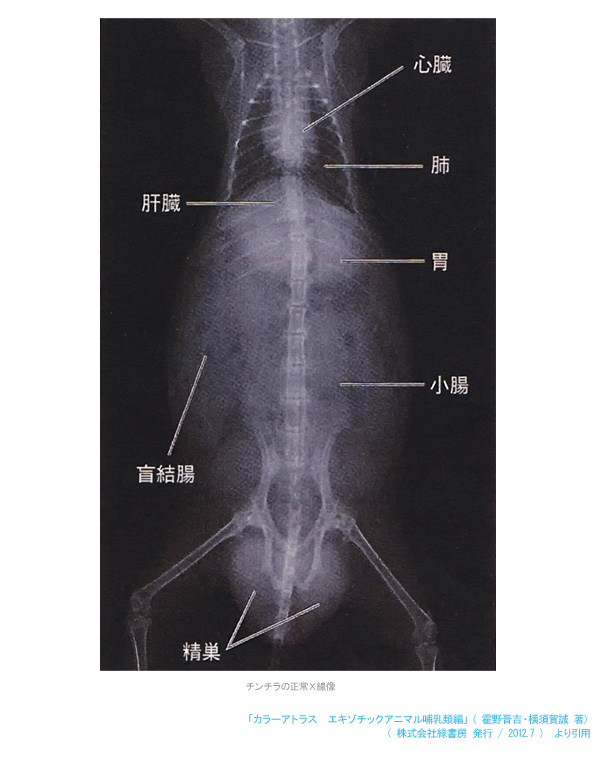 チンチラの正常なＸ線像　「カラーアトラス　エキゾチックアニマル哺乳類編」（霍野晋吉・横須賀誠　著）より引用