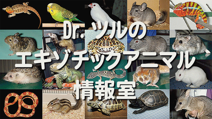 Dr.ツルのエキゾチックアニマル情報室