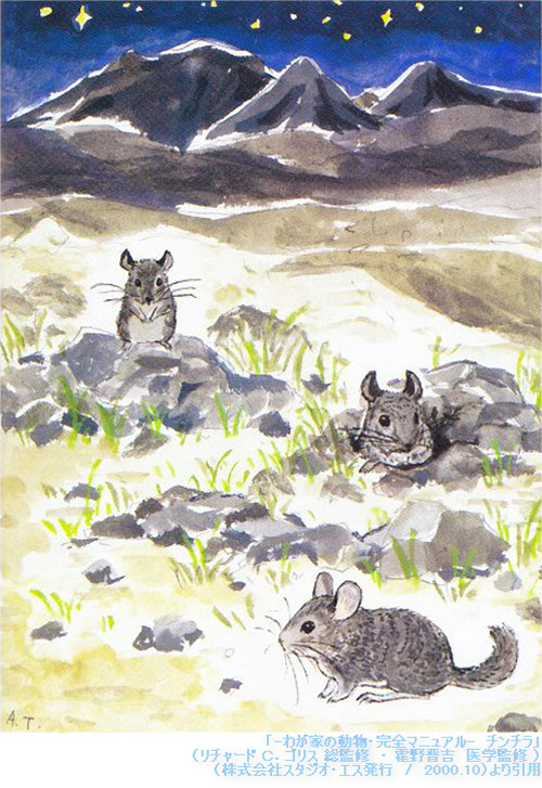 野生のチンチラの生息地のイメージ　「-わが家の動物・完全マニュアル-　チンチラ」（Richard C.Goris 総監修　霍野晋吉　医学監修　/　株式会社スタジオ・エス発行　/　2000.10）より引用