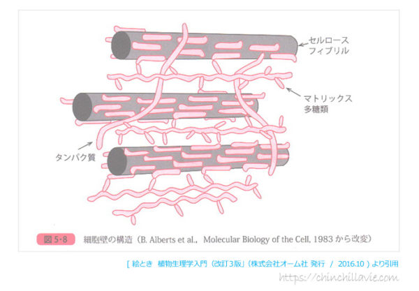 細胞壁の構造「絵とき　植物生理学入門（改訂３版）」（株式会社オーム社 発行 /  2016.10 )より引用