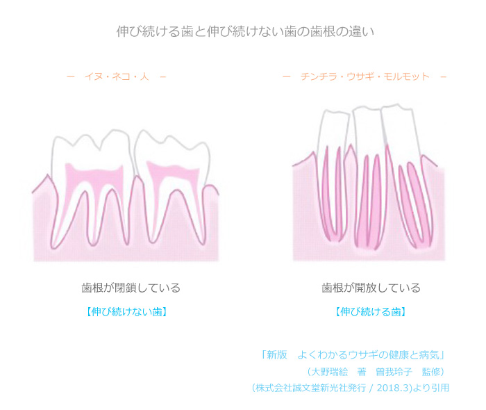 伸び続ける歯（常生歯）と伸び続けない歯の歯根の違い　「新版　よくわかるウサギの健康と病気」（大野瑞絵　著　曽我玲子　監修　/　株式会社誠文堂新光社発行　/  2018.3)より引用
