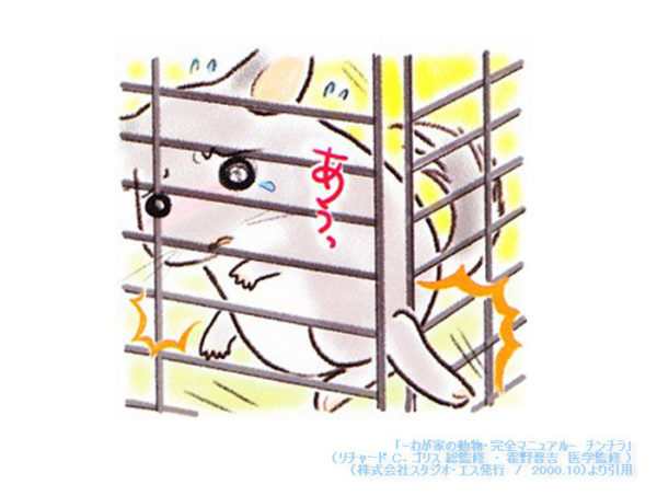 ケージ金網の桟の隙間に後肢を挟まないように注意が必要な様子　「-わが家の動物・完全マニュアル-　チンチラ」（Richard C.Goris 総監修　霍野晋吉　医学監修　/　株式会社スタジオ・エス発行　/　2000.10）